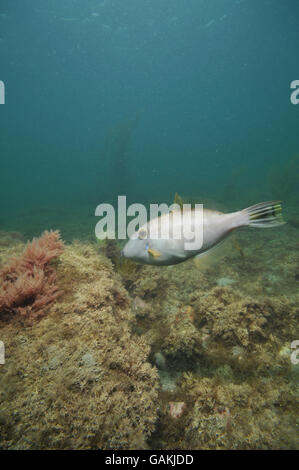 Leatherjacket Parika scaber Stock Photo