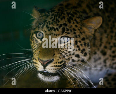 Ta'iri, a Northern Chinese Leopard, in his enclosure at the Wildlife Heritage Foundation in Smarden, Kent, after arriving from a Paris Zoo last week. The animal is believed to be the first of its kind in the UK. Stock Photo