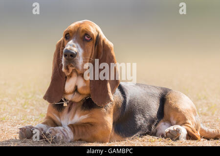 Basset hound dog portrait having a serious, yet funny cute look. Stock Photo