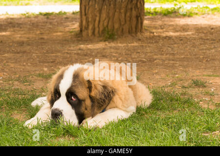Beautiful saint Bernard dog posing at a park looking at the camera. Stock Photo