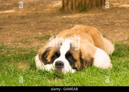 Puppy dog Saint Bernard breed portrait. Stock Photo
