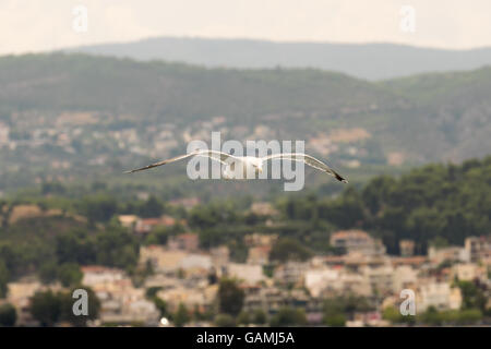 Seagull flying in the air against the village of Oropos in Greece. Stock Photo