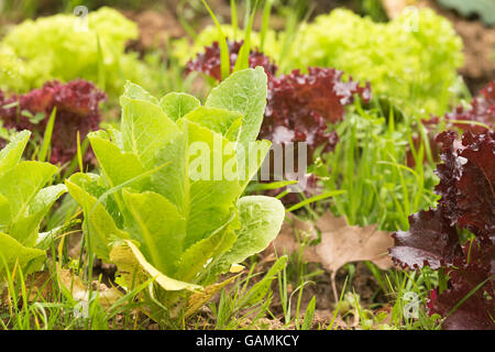 Lettuce garden close up view. Healthy organic nutrition cultivated in the soil. Stock Photo