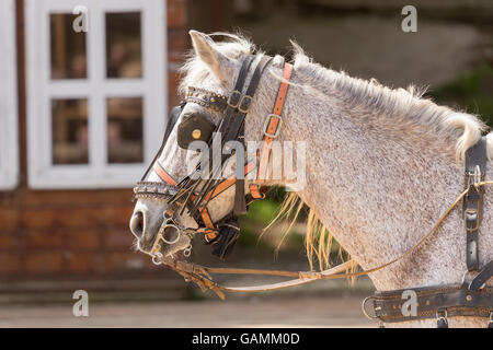 Horse wearing halters and blinder at a ranch. Stock Photo