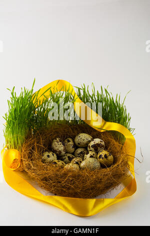Wild bird eggs in a nest in fresh green grass with a yellow satin ribbon on white background. Easter background. Easter symbol. Stock Photo