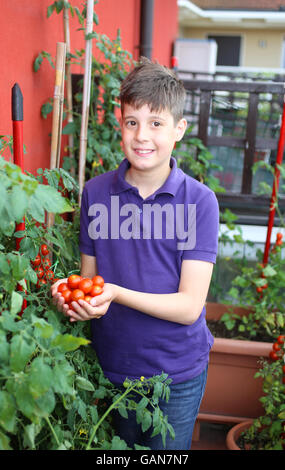 Boy harvesting tomatoes in vegetable garden Stock Photo - Alamy