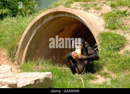 A chimpanzee at Chester Zoo, Chester, cools down from the heat with an ice lolly. Stock Photo