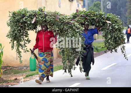 Branches with fresh leaves to feed their animals are transported on the head of two women, near Ruhengeri, Rwanda, Africa Stock Photo