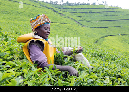 female worker picking tea on a Tea plantation in Rwanda, Africa Stock Photo