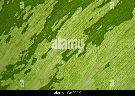Macro photograph of green leaf texture as background Stock Photo - Alamy