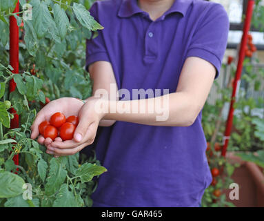 child with his hands full of red tomatoes just harvested from the urban garden on the terrace of the his house in the city