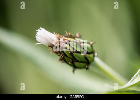 A white perennial cornflower (Centaurea montana Alba) coming into bud Stock Photo