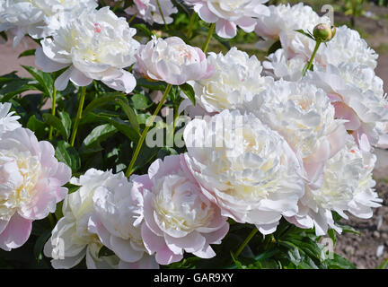 White lush peonies with pale pink outer petals on the flowerbed in the garden of a summer day. Stock Photo