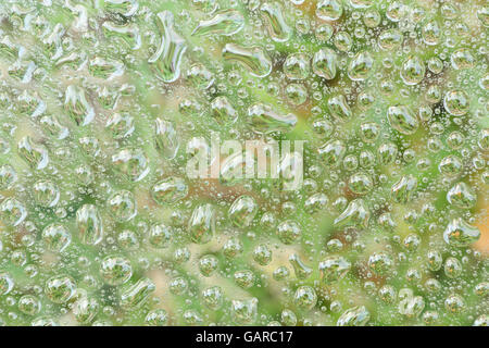 dew drop texture on natural green background Stock Photo