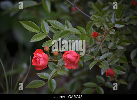 Closeup of two red roses and several rose buds Stock Photo