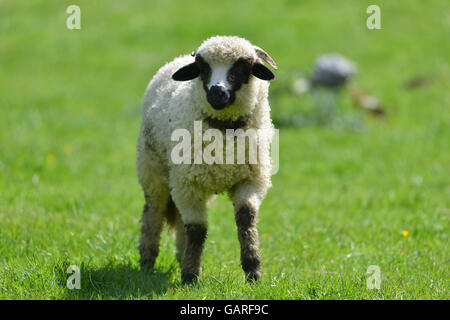 Little white with black wool lamb on a green field isolated Stock Photo