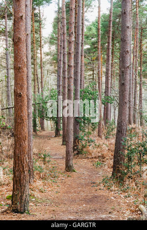 Woodland Footpath England Uk Stock Photo - Alamy