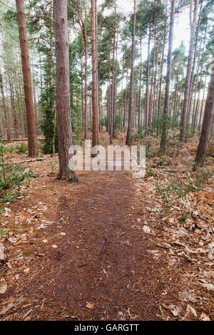 Footpath through trees in woodland in summer with green leaves on the ...