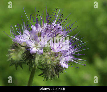 The pretty purple flowers of Phacelia tanacetifolia also known as tansy, or lacy phacelia. Stock Photo