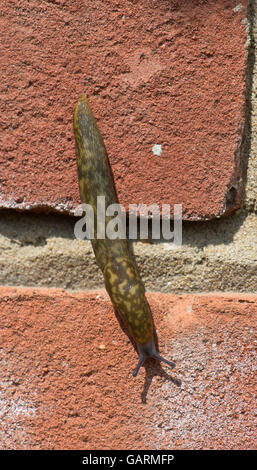 A young leopard slug, Limax maximus, climbing down a brick wall, Berkshire, May Stock Photo