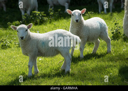 Young cheviot lambs on downland spring pasture, Berkshire, May Stock Photo