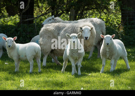 Ewe with young cheviot lambs on downland spring pasture, Berkshire, May Stock Photo