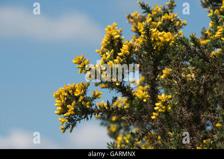 Yellow flowers of a gorse or furze bush, Ulex europaeus, against a blue sky in spring, May