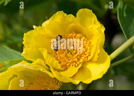 A yellow tree peony, Paeonia lutea, flower with a honey bee, Berkshire, May Stock Photo