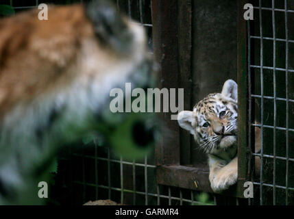 Sinda, one of two 8 week old Siberian Tiger Cubs born at Port Lympne Wild Animal Park in Kent, is encouraged from her den by mother Ingrid. Stock Photo