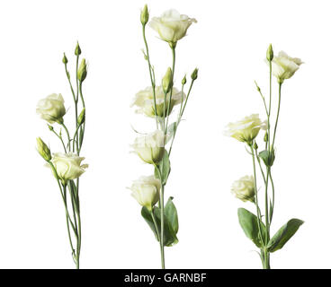 Three bunches of roses flowers isolated over white background Stock Photo