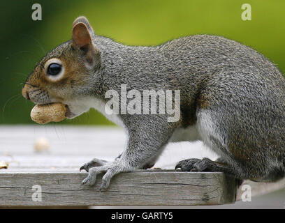 ANIMALS Squirrel. A grey Squirrel eating a nut. Stock Photo