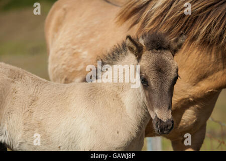 Icelandic horse foal. Stock Photo