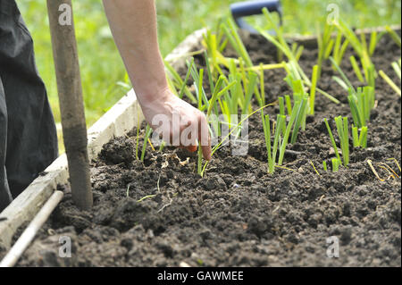 A gardener at Ashley Vale allotments plants leek seedlings. Photo credit should read: Ben Birchall/PA Stock Photo