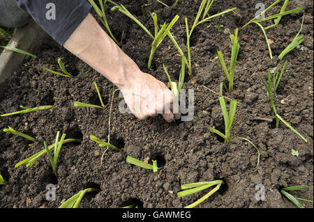 A gardener at Ashley Vale allotments plants leek seedlings. Photo credit should read: Ben Birchall/PA Stock Photo