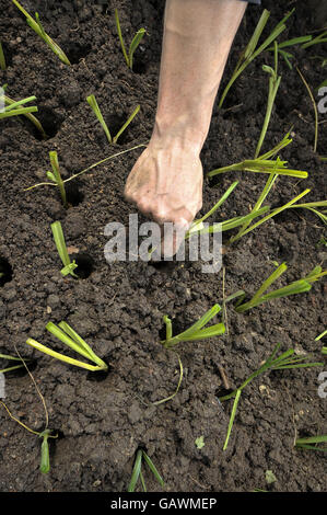 Allotments stock. A gardener at Ashley Vale allotments plants leek seedlings. Photo credit should read: Ben Birchall/PA Stock Photo