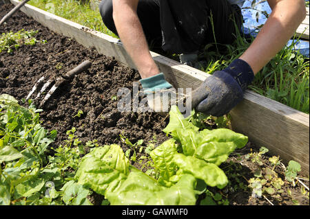 Allotments stock Stock Photo