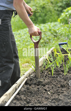 A gardener at Ashley Vale allotments plants leek seedlings. Photo credit should read: Ben Birchall/PA Stock Photo