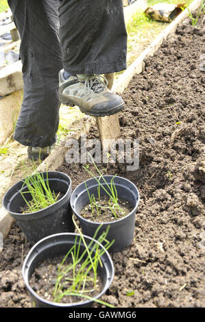 Allotments stock. A gardener at Ashley Vale allotments plants leek seedlings. Photo credit should read: Ben Birchall/PA Stock Photo