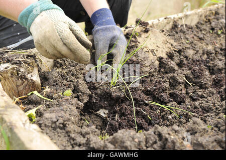 Allotments stock. A gardener at Ashley Vale allotments plants leek seedlings. Photo credit should read: Ben Birchall/PA Stock Photo