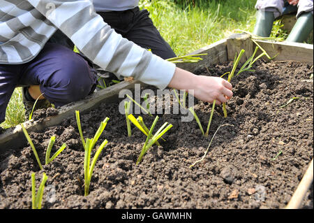 A gardener plants leek seedlings at Ashley Vale allotments in Bristol. Photo credit should read: Ben Birchall/PA Stock Photo