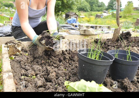 Allotments stock Stock Photo