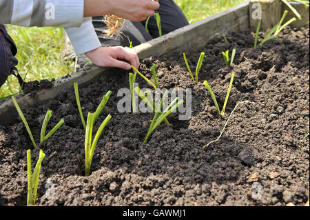 A gardener plants leek seedlings at Ashley Vale allotments in Bristol. Photo credit should read: Ben Birchall/PA Stock Photo