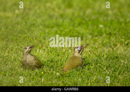 Female European green woodpecker (Picus viridis) with juvenile searching for food in Frankfurt, Germany. Stock Photo