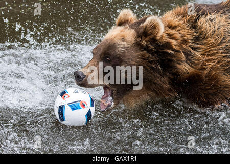 Hamburg, Germany. 7th July, 2016. Kamtschatka bear Masha bites a football lying on the water in her animal enclosure at animal park Hagenbeck in Hamburg, Germany, 7 July 2016. The German national soccer team plays against France in the semifinal of the European Soccer Championship on 7 July 2016. Photo: Lukas Schulze/dpa/Alamy Live News Stock Photo