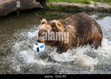 Hamburg, Germany. 7th July, 2016. Kamtschatka bear Masha bites a football lying on the water in her animal enclosure at animal park Hagenbeck in Hamburg, Germany, 7 July 2016. The German national soccer team plays against France in the semifinal of the European Soccer Championship on 7 July 2016. Photo: Lukas Schulze/dpa/Alamy Live News Stock Photo