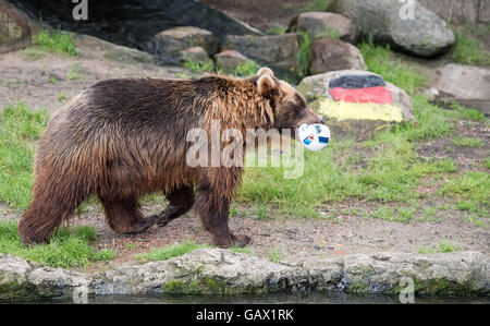 Hamburg, Germany. 7th July, 2016. Kamtschatka bear Masha bites a football while she passes a rock that is painted in the German colours in her animal enclosure at animal park Hagenbeck in Hamburg, Germany, 7 July 2016. The German national soccer team plays against France in the semifinal of the European Soccer Championship on 7 July 2016. Photo: Lukas Schulze/dpa/Alamy Live News Stock Photo