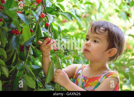 summer portrait of a cute little girl plucks cherries in the garden Stock Photo