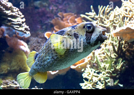 Black blotched porcupine fish Diodon liturosus Oceanarium Brest France Stock Photo