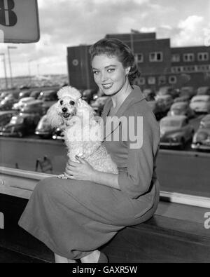 Miss Great Britain, Leila Williams, was met by her poodle Mimi when she arrived at London Airport, she was returning from Helsinki where she has been modelling British textiles at the overseas trade fair. Stock Photo
