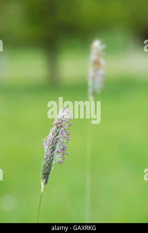 Alopecurus pratensis. Meadow foxtail grass flower head Stock Photo